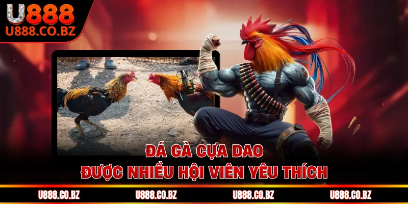 Đá gà cựa dao được nhiều hội viên yêu thích