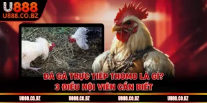 Đá Gà Trực Tiếp Thomo Là Gì? 3 Điều Hội Viên Cần Biết