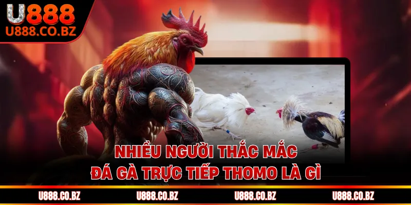 Nhiều người thắc mắc đá gà trực tiếp Thomo là gì