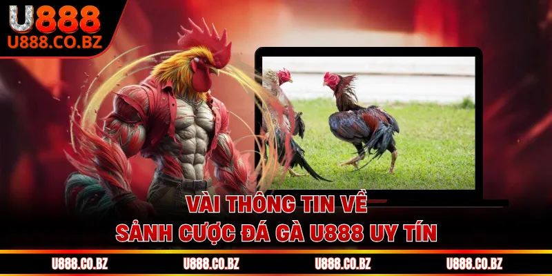 Vài thông tin về sảnh cược đá gà U888 uy tín